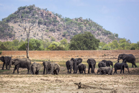  Specie Loxodonta africana family of Elephantidae