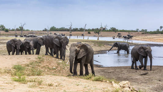  Specie Loxodonta africana family of Elephantidae