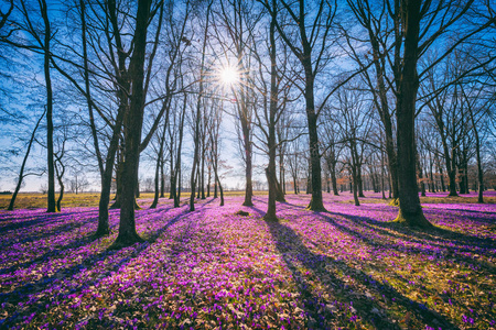 阳光明媚的开花森林，铺着野生紫罗兰番红花或藏红花的地毯，欧洲早春景色令人惊叹