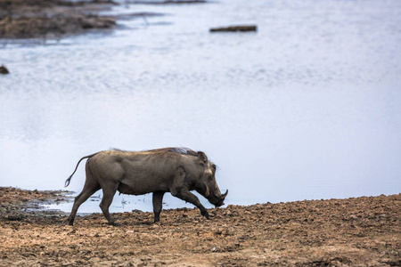  Specie Phacochoerus africanus family of Suidae