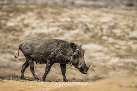  Specie Phacochoerus africanus family of Suidae