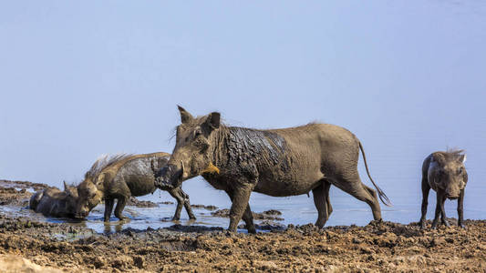  Specie Phacochoerus africanus family of Suidae