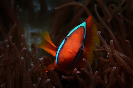 互利共生蕃茄小丑鱼两头鱼藏在菲律宾红葵中照片