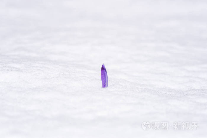 紫红花或藏红花花蕾冲破白雪极简主义的自然背景力量和意志概念