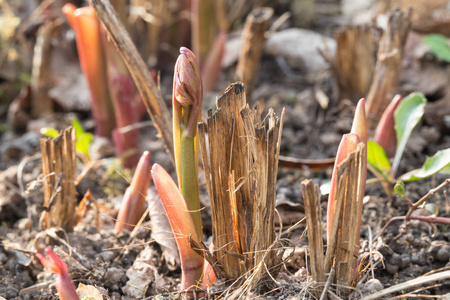 幼牡丹芽在初春. 红茎,叶芽被太阳照亮. 软选择性聚焦照片