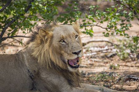  Specie Panthera leo family of Felidae