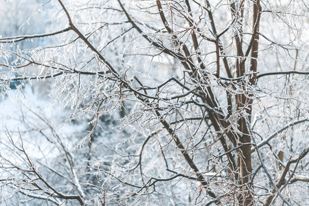 冬天，美丽的树枝覆盖着冰雪