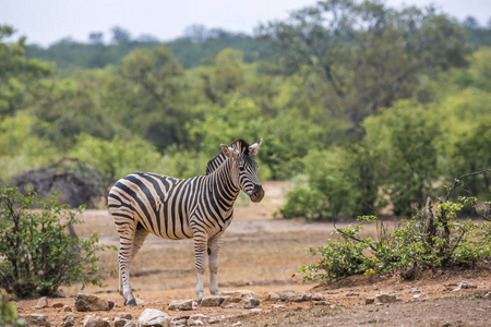  Specie Equus quagga burchellii family of Equidae