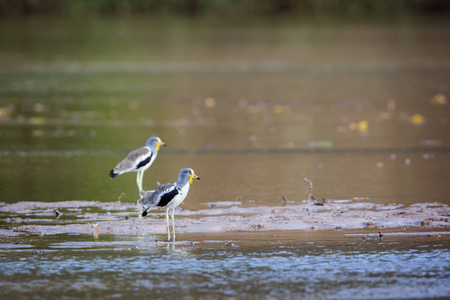  Specie Vanellus albiceps family of Charadriidae