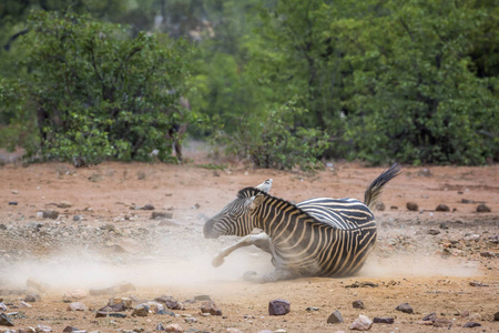  Specie Equus quagga burchellii family of Equidae