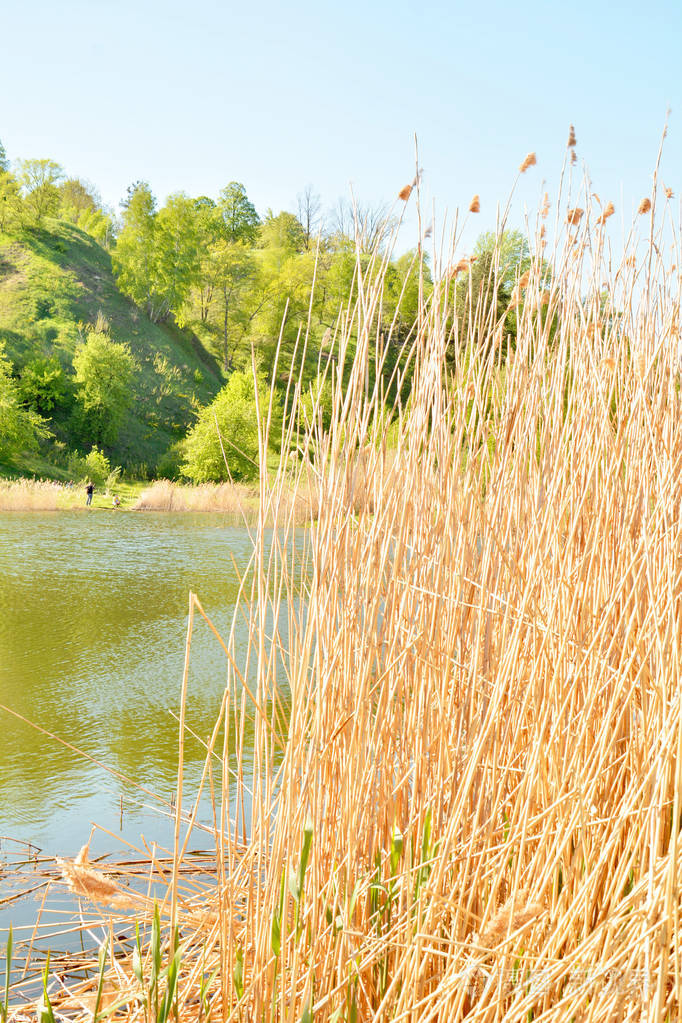 湖边的黄色芦苇