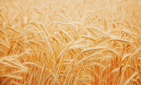 金黄色小麦的麦田穗紧贴着。 阳光下的乡村风景。 麦田成熟穗的背景。 农业农学产业概念