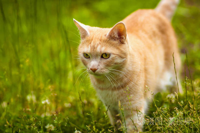 一只黄眼睛的红猫在绿草中狩猎夏天
