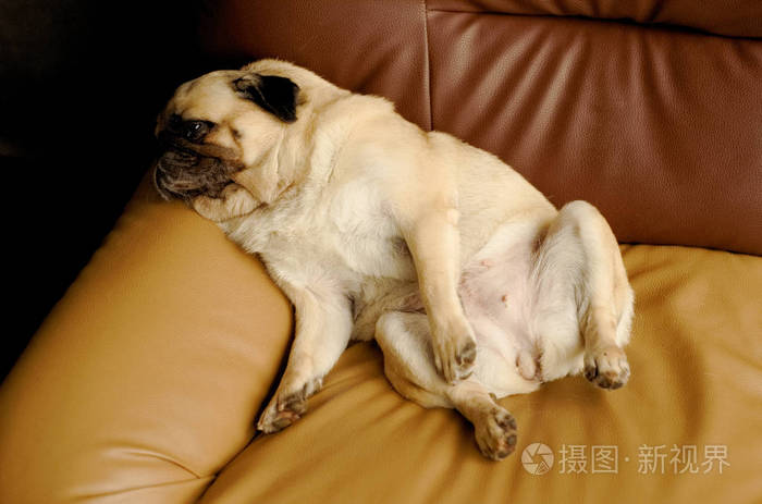 特写照片一只小狗正在睡,并在一张安乐椅上休息