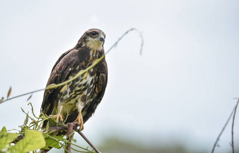 未成熟的普通黑鹰Buteogallusanthinus在巴拿马的猎物鸟在他的本地栖息地。