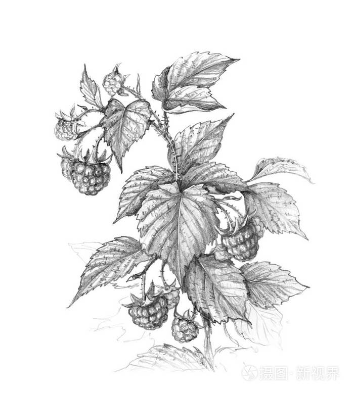 手绘覆盆子枝条分离在白色背景上. 浆果的单色素描. 铅笔绘图.
