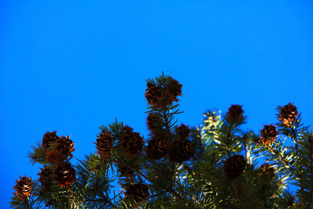 一根松树枝，上面有许多圆锥形和绿色的针，贴在蓝天上