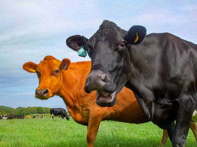 笑的牛和朋友在绿色的田野颜色版本
