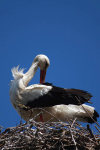 白鹳。 大小的鸟是80，100厘米长的翼展是200，220厘米的重量是2.5到4.5公斤。 末端的白色和黑色羽毛。 喙和脚是红色
