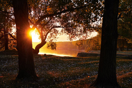 秋景林和河边的美丽树木在日落的秋天阳光明媚
