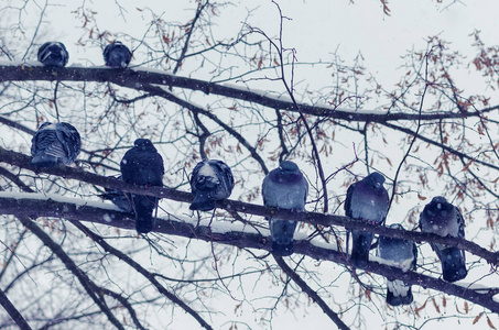 冬天降雪时，一群冰冻的鸽子坐在树枝上。