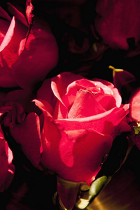 红玫瑰作为婚礼爱情和浪漫的象征