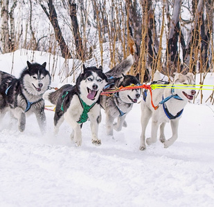 在冬天拉雪橇比赛的狗图片