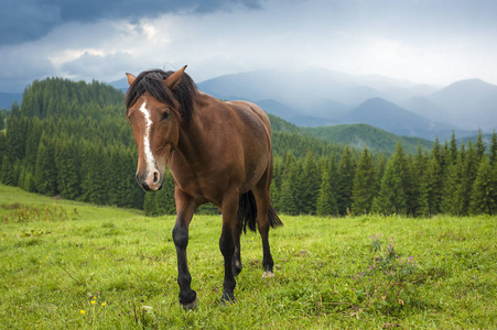 牧场高地雨后喀尔巴阡山高地牧场放牧的马.