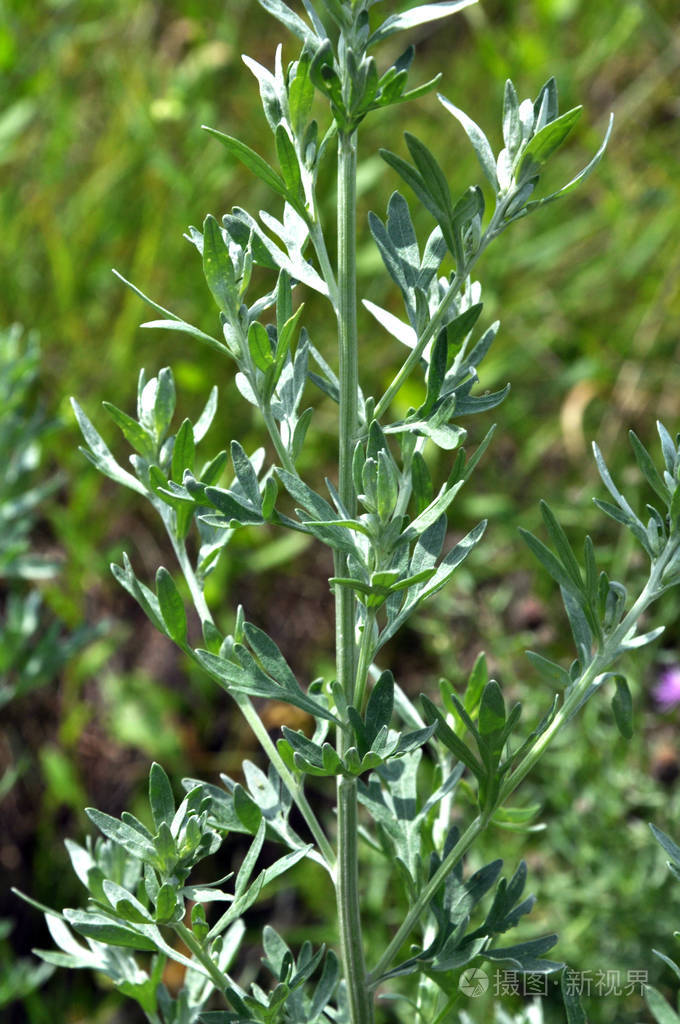 苦艾的茎和叶,生长在野外