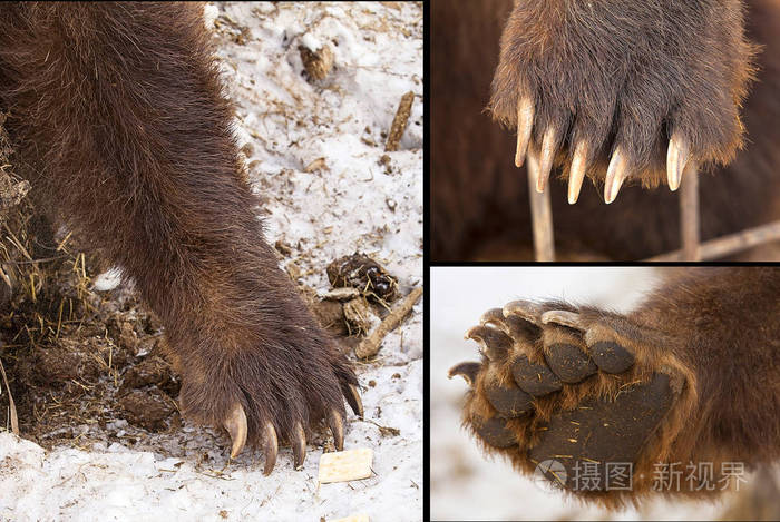 一组爪子爪子是棕熊