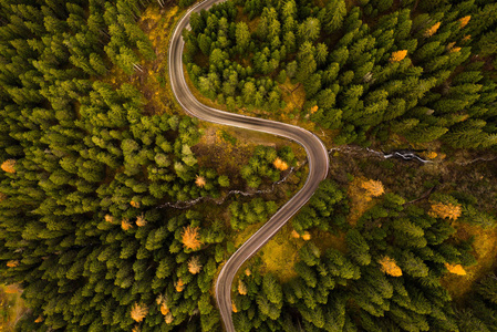 大林中的弯曲道路图片