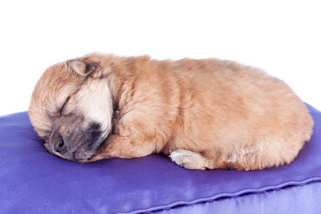 一只可爱的纯种新生小狗睡在床垫上，让狗关门。 孤立于白色背景