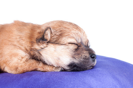 一只可爱的纯种新生小狗睡在床垫上，让狗关门。 孤立于白色背景