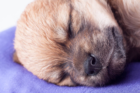 一只可爱的纯种新生小狗睡在床垫上，让狗关门。