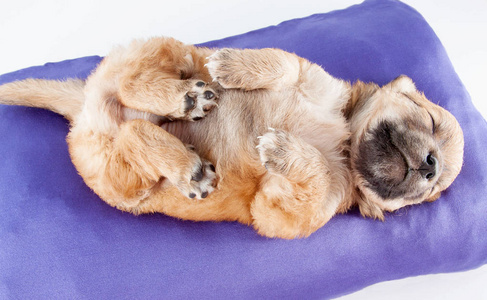 一只可爱的纯种新生小狗睡在床垫上，让狗关门。