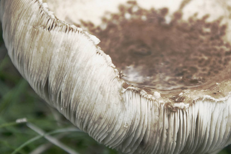 大蘑菇，一种以草为背景的毒蕈，一种天然的背景