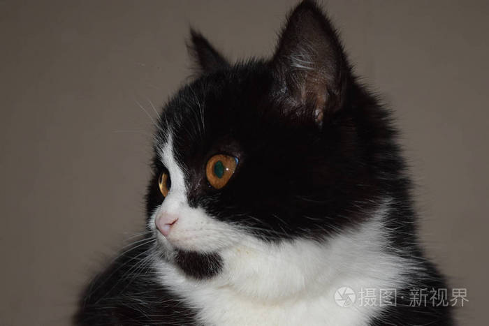 黑色浓密的猫神秘的外观 坐在枕头上的宠物照片 正版商用图片14i1m5 摄图新视界