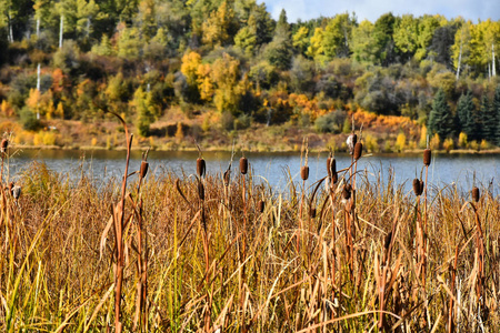 秋天在平静的湖面边缘附近的几条棕色辫子的图像。