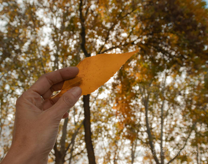 手牵着一片枯黄的树叶在秋天的森林里