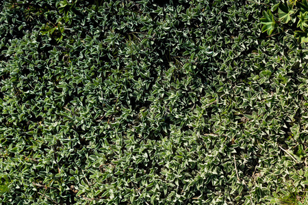 土耳其阿尔特文高地草地上的绿草