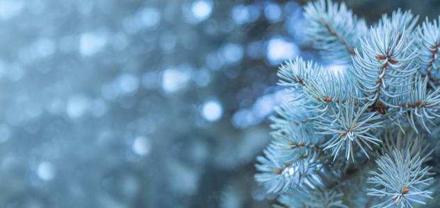 蓝杉树的枝干，自然背景，文案空间，冬季寒冷，霜冻，圣诞节的概念