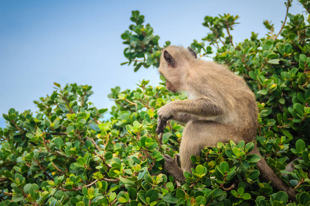 可爱的猴子在树上吃绿叶图片