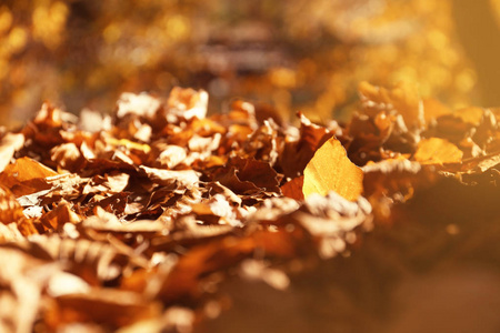 在晴朗的秋日，地上长满了落叶
