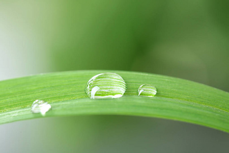 绿叶的水滴在模糊的背景下