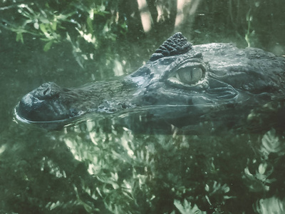 靠近一只呆在静水中的凯曼鳄鱼又大又可怕的眼睛