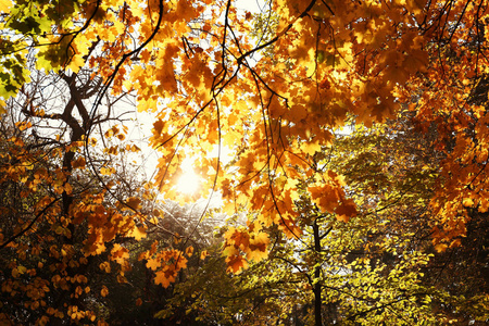 透过公园的秋树观赏明亮的阳光
