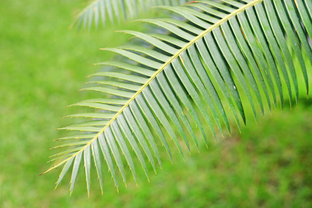 绿胶棕榈或巨大的DioonDioon尖晶石染色的绿叶，绿色花园上的热带苏铁棕榈植物，用于背景或壁纸。