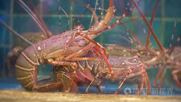 活的海居民的特写镜头看法在特别容器与水。鱼市场。餐厅水族箱龙虾出售给食客