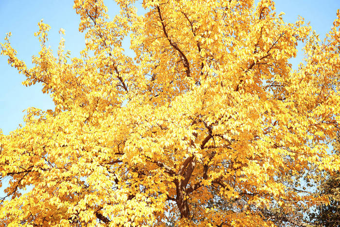 有金色叶子的树在蓝天上秋日晴天