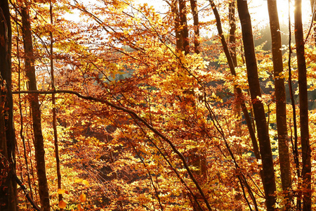 阳光明媚的秋日，美丽的森林风景如画